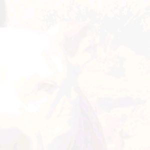 Meet your Posher, Fatima